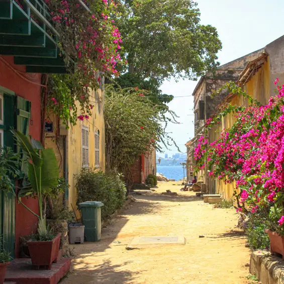 Une ruelle de l'île de Gorée fleurie de bougainvilliers