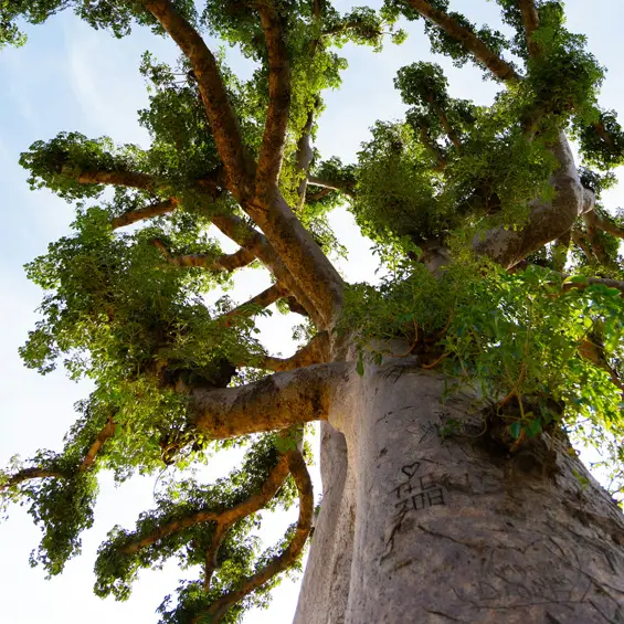 Un baobab vu depuis son pied