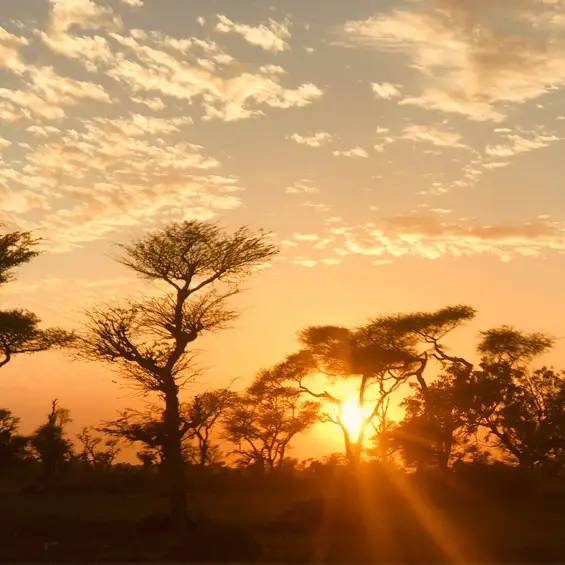 Le soleil se couche derrière les acacias de la savane