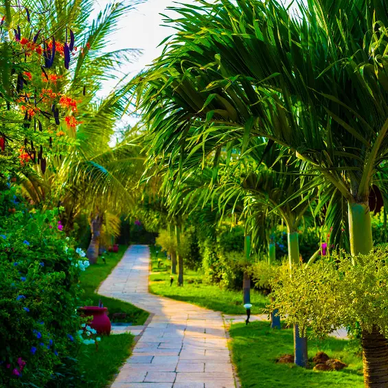Une allée bordée de palmiers et de fleurs